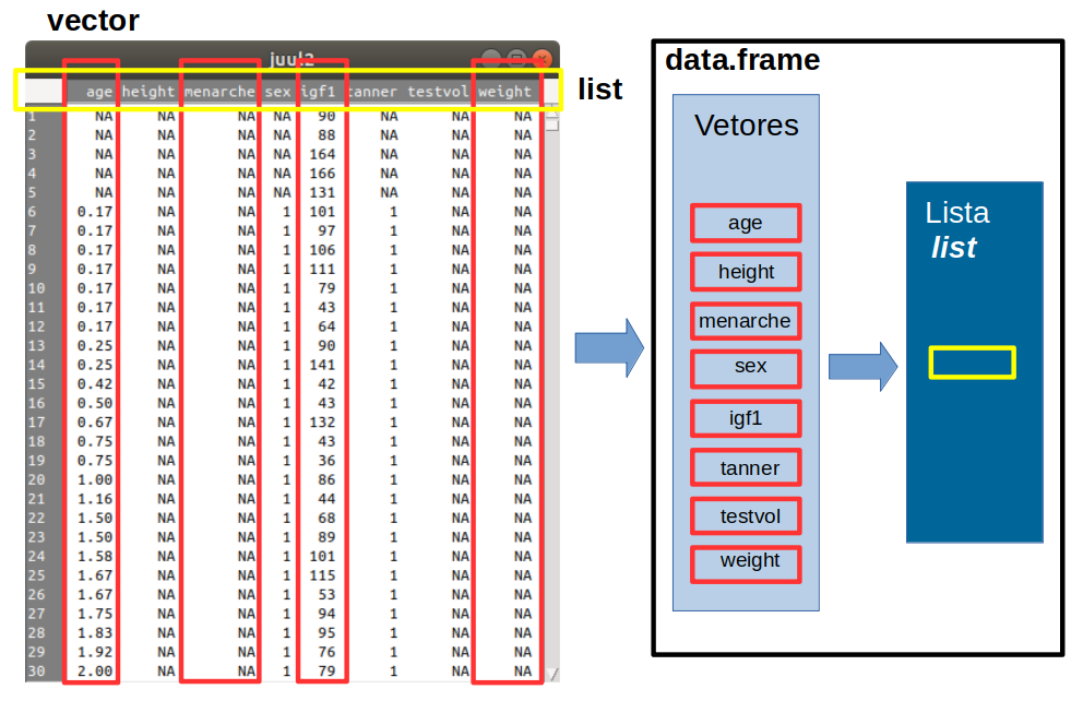 Representação de um conjunto de dados no R. Neste conjunto de dados, cada variável é um vetor no R. O conjunto das variáveis forma uma lista especial, da classe data.frame. Conjunto de dados: juul2, pacote ISwR (GPL-2 | GPL-3).